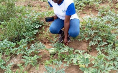 Mariama Ciré Conté une future incubée d’AgroGuineeLab nous présente son projet